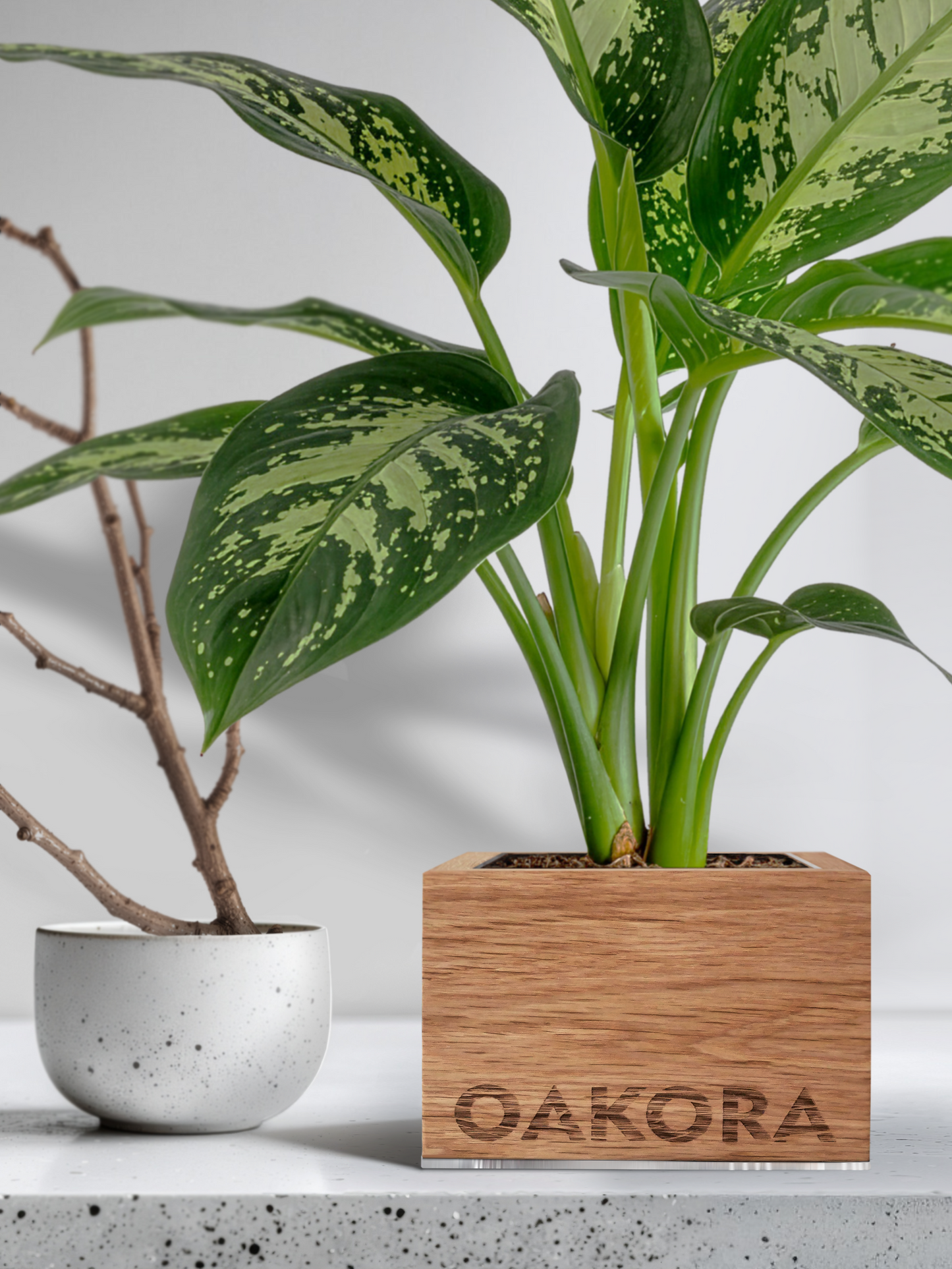 TreePot